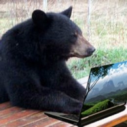 Bear Laptop